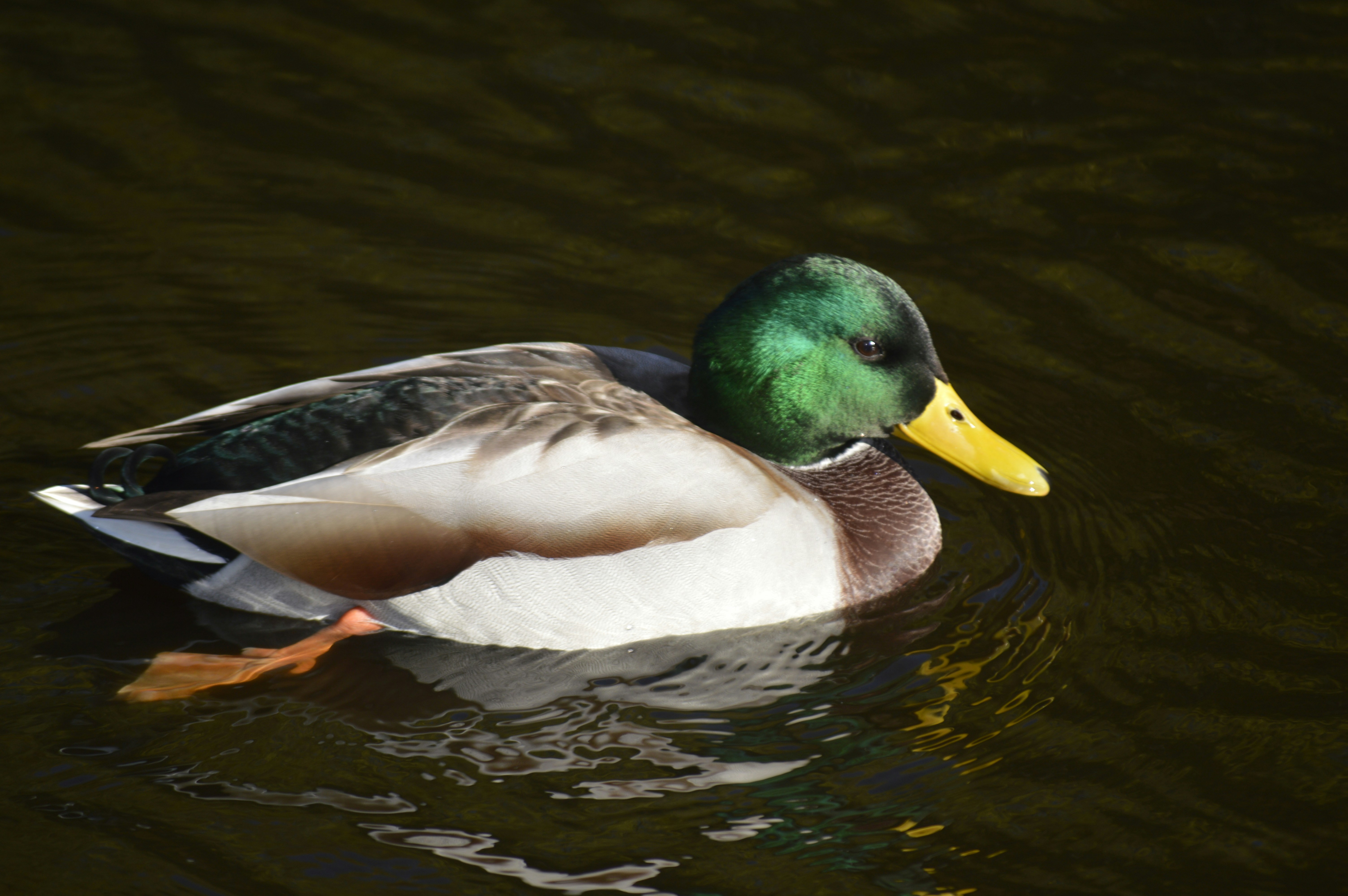 かしいかえん跡地の現在の様子