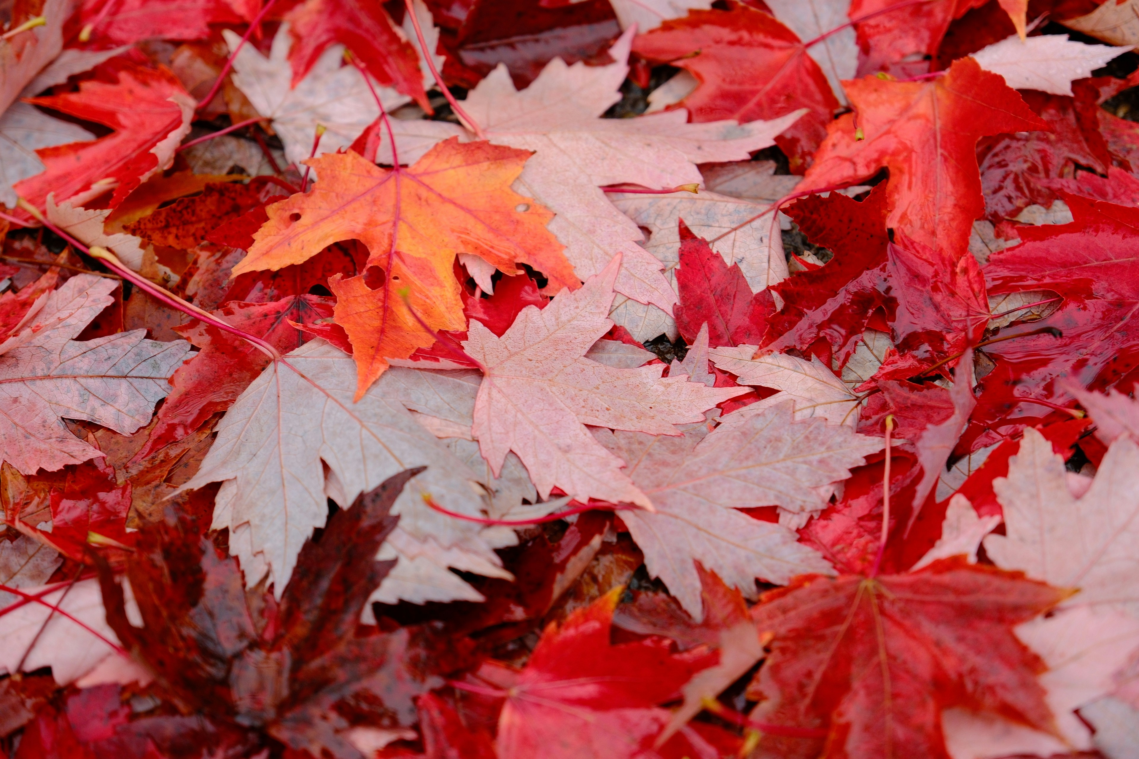 木漏れ日が差し込む森林の中で、目を閉じて深呼吸をしている人物