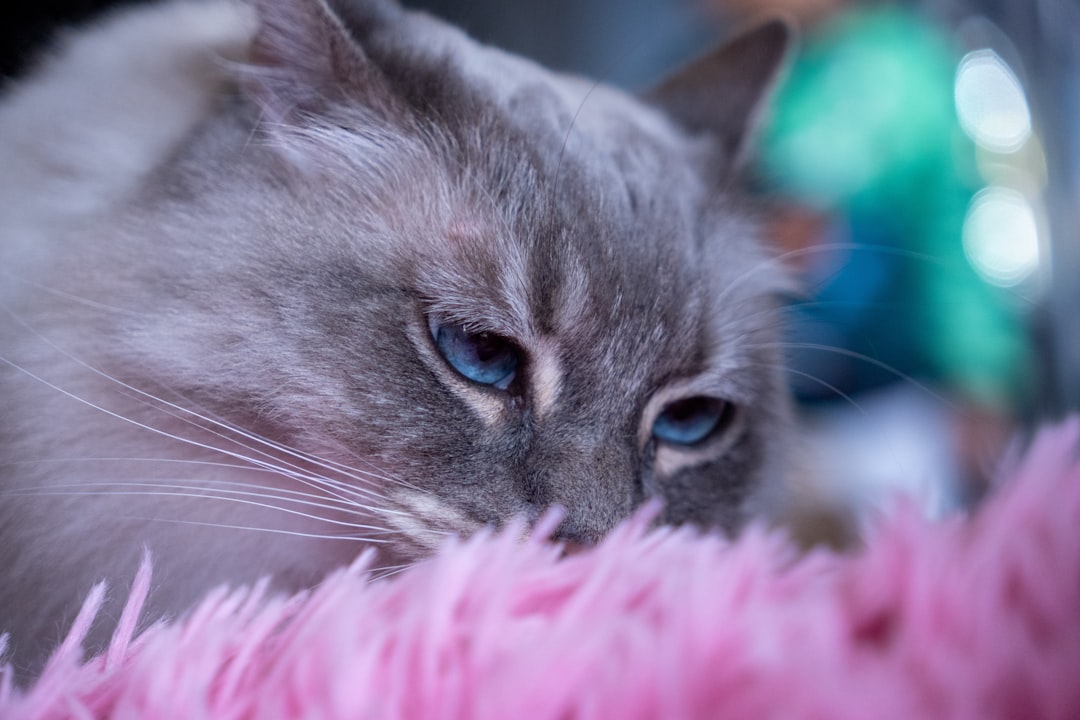 パティスリー・フルールのショーケースに並んだ色とりどりのタルト